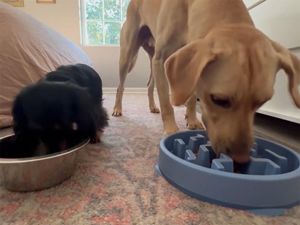 dog-food-1280.jpg 