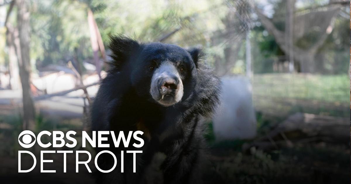 Sloth bear ready to show his playful side at the Detroit Zoo