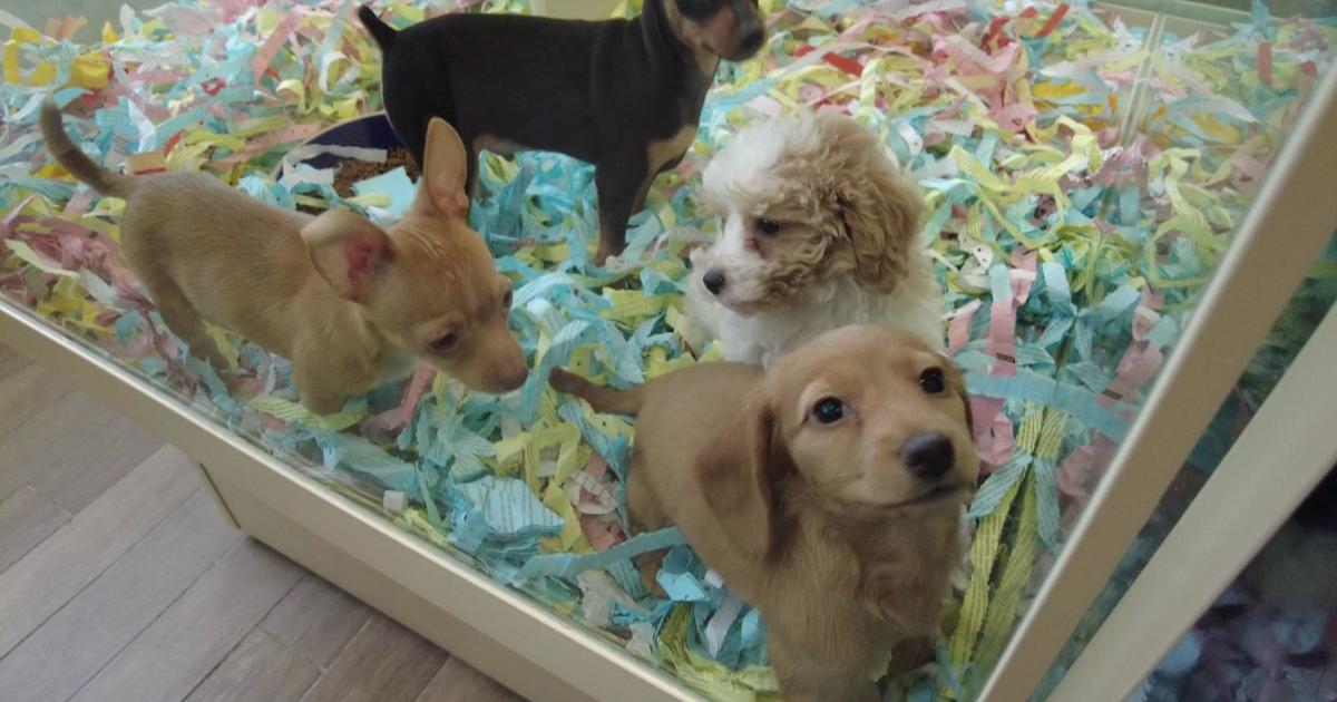 Pet shops in the bronx that sell puppies best sale