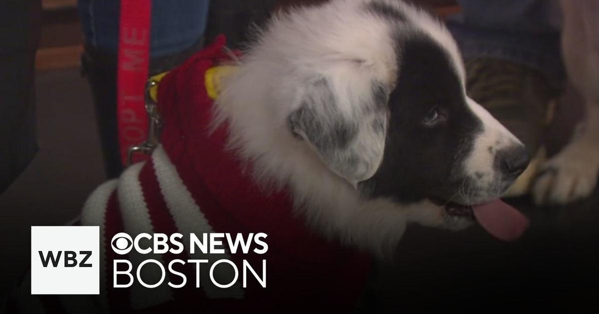 Puppies in Christmas sweaters up for adoption through the Massachusetts shelter