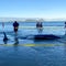 Over 30 stranded whales saved by people lifting them on sheets