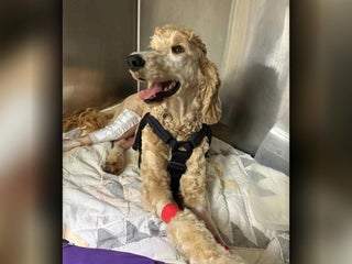 Arkansas couple saves dog's life, 85-year-old teacher inspires