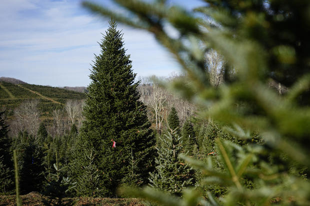 White House Christmas Tree 