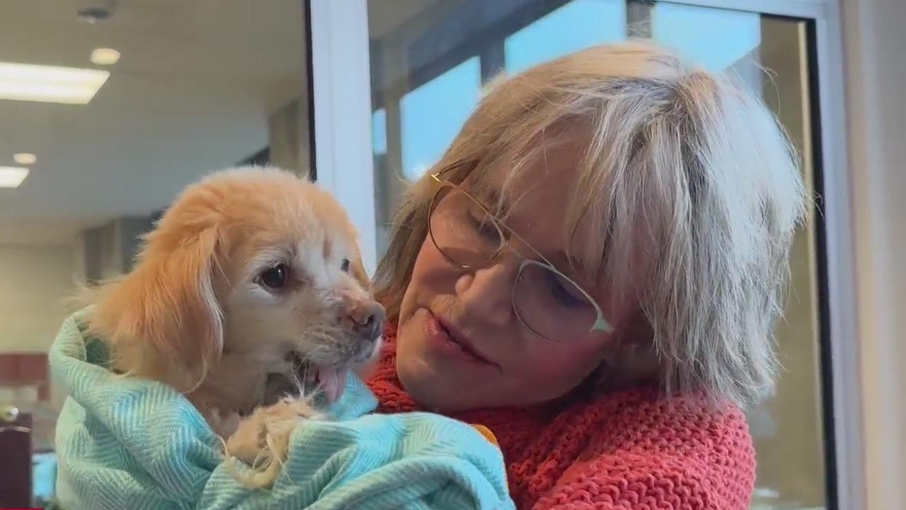 San Francisco rescue Muttville promotes senior dog adoption