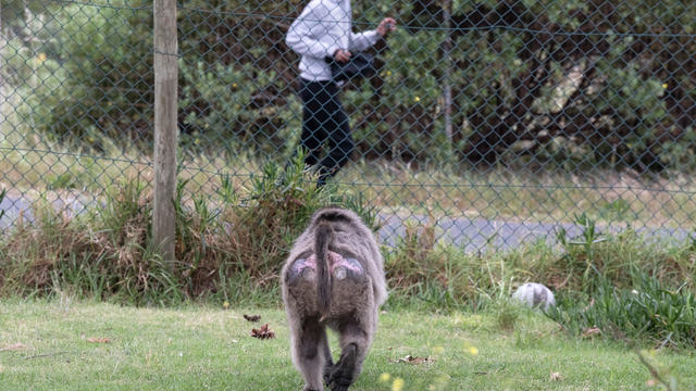 SAFRICA-CONSERVATION-ANIMAL-BABOON 