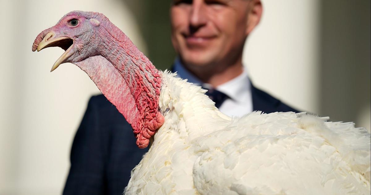 Exclusive visit with the last turkeys to get a Biden pardon