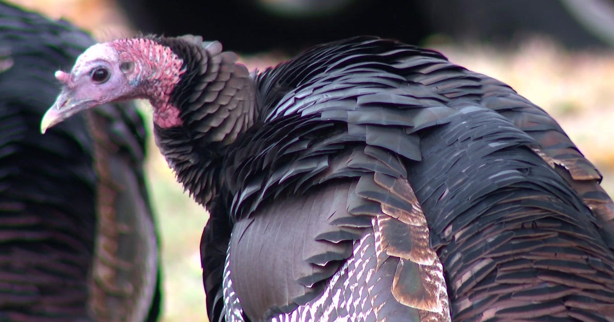Wild turkey aggression prompts USPS letter to northeast Minneapolis residents Wild turkey aggression prompts USPS letter to northeast Minneapolis residents