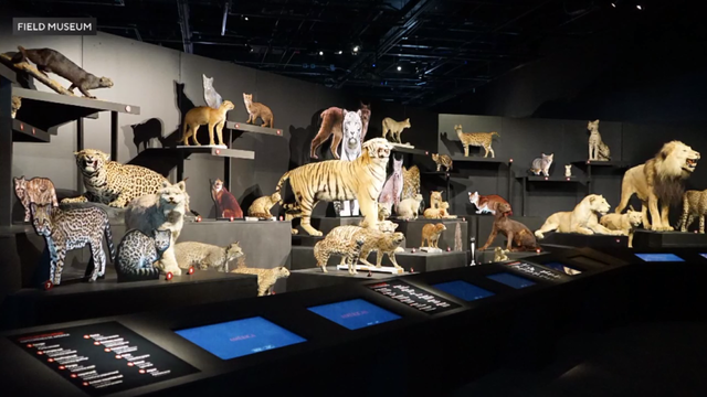 field-museum-cats.png 