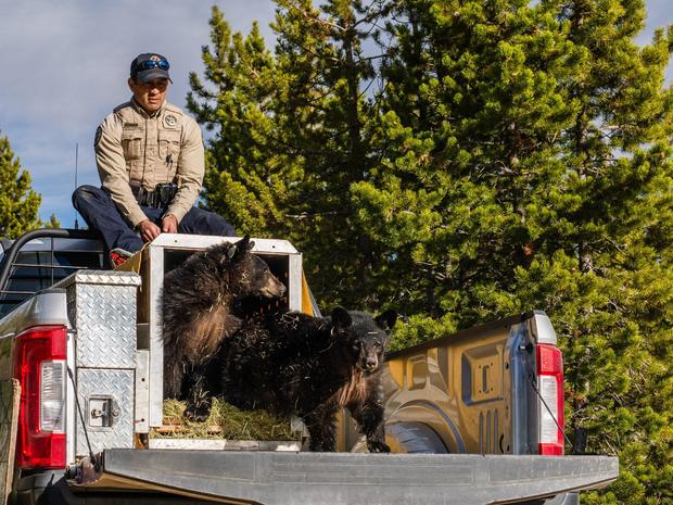 bear-cubs-released-from-cpw.jpg 