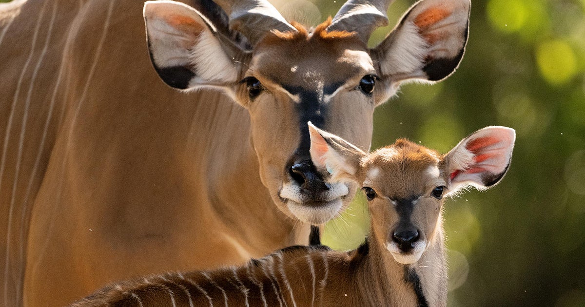 Rare giant eland born at Zoo Miami Rare giant eland born at Zoo Miami