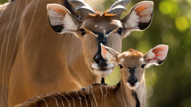 giant-eland-with-mother-at-zoo-miami.jpg 