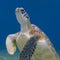 Nature: Hawksbill turtles in Mexico