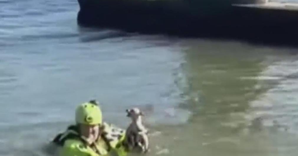 Texas firefighters rescue chihuahua stranded on a bridge CBS Texas
