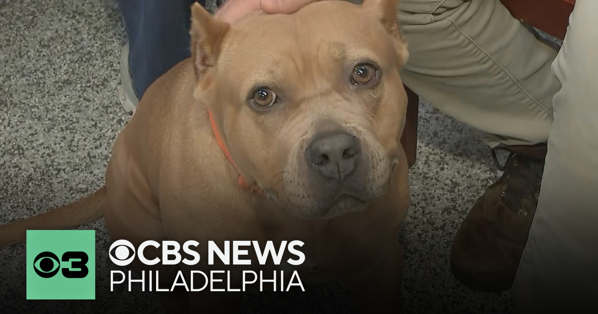 Voorhees Animal Orphanage's tips for pet adoption, and what to know about adopting a pit bull