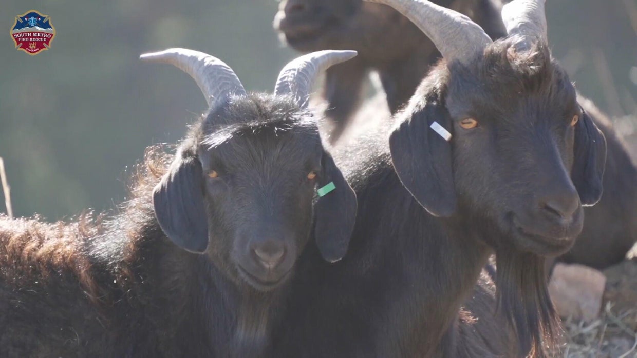 Goats hired to munch weeds, help reduce risk for wildfires in Colorado ...