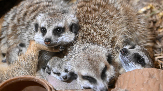 meerkat-pup-peeks-out-at-brookfield-zoo-chicago-horizontal.jpg 