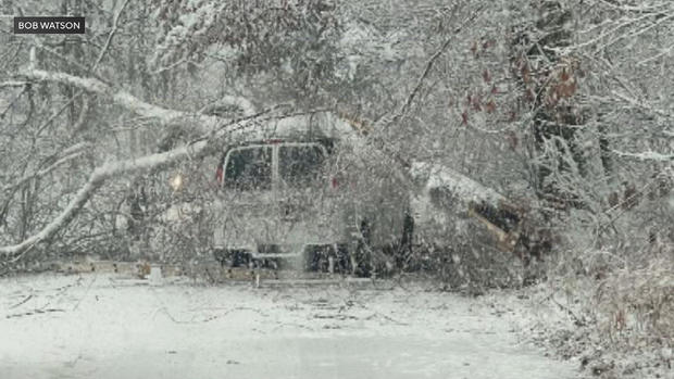 Oxford tree falls on van 