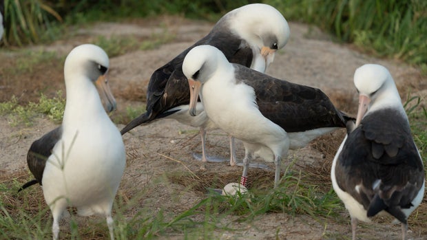 wisdom-albatross-oldest-bird-usfws.jpg