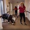 Therapy ponies for nursing homes