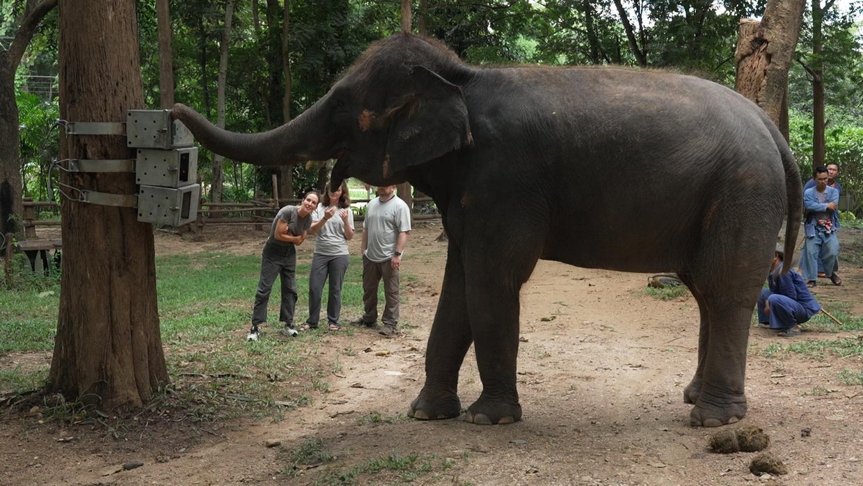 Farmers and villagers facing growing elephant conflict in Thailand | 60 ...