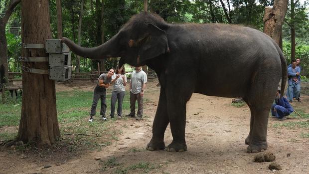 An elephant works on the puzzle box 