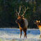 Nature: Elk in the Ozarks