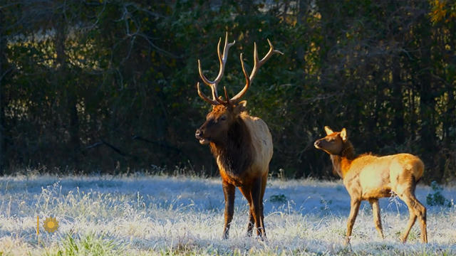 nature-elk-2-1920.jpg 