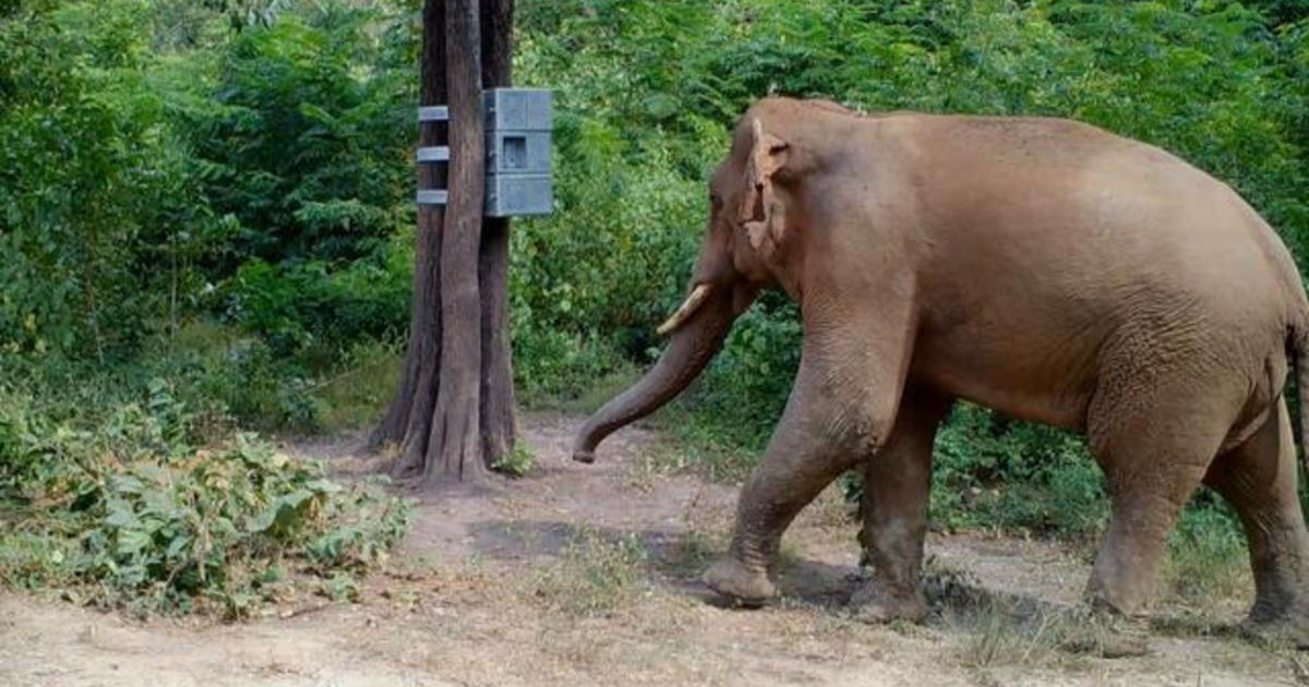 60 Minutes reports on elephants in Thailand