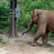 60 Minutes reports on elephants in Thailand