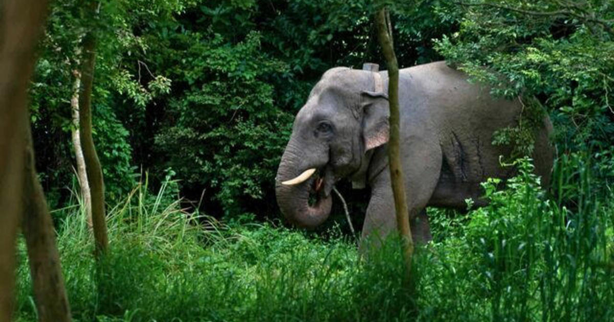 Scientists develop novel techniques to help stop human-elephant conflict in Thailand