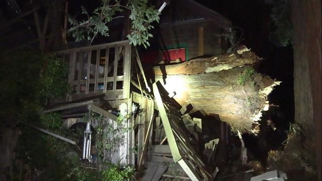 Downed tree North Berkeley 