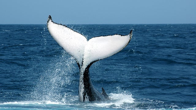 Humpback whale makes one of the longest migrations ever recorded, scientists say
