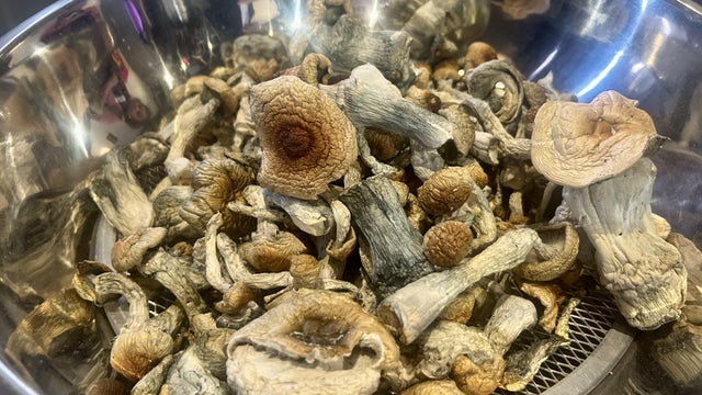 Psilocybin mushrooms 