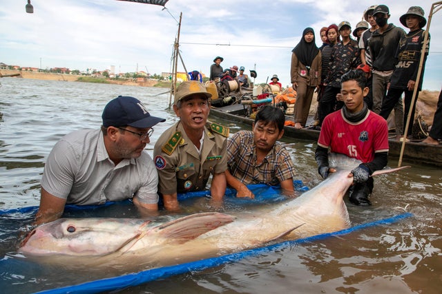 Scientists, officials and fishermen release a 300-pound giant freshwater catfish after it was tagged, into the Mekong River, near Kampong Cham province 