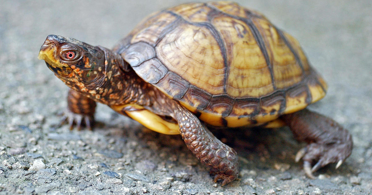 A Hong Kong man pleads guilty to trafficking endangered turtles from Southern California to China