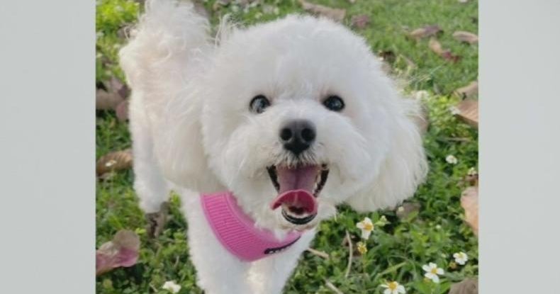 Woman speaks out after her dog was killed by another dog at Southwest ...