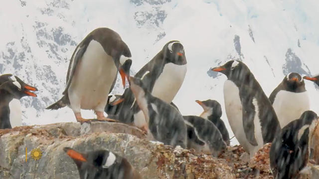 nature-penguins-1920.jpg 