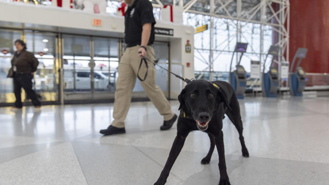 Transportation Security Canine 