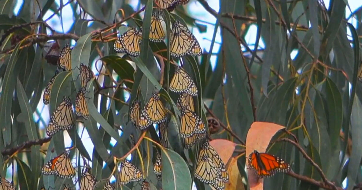 Beloved monarch butterfly populations are shrinking, officials warn