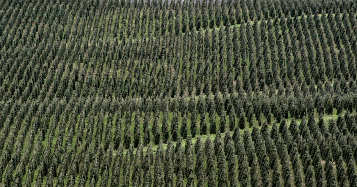 As climate change threatens Christmas trees, the farming industry tries to evolve