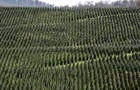 Hillside of Crisscrossed Rows of Christmas Trees 