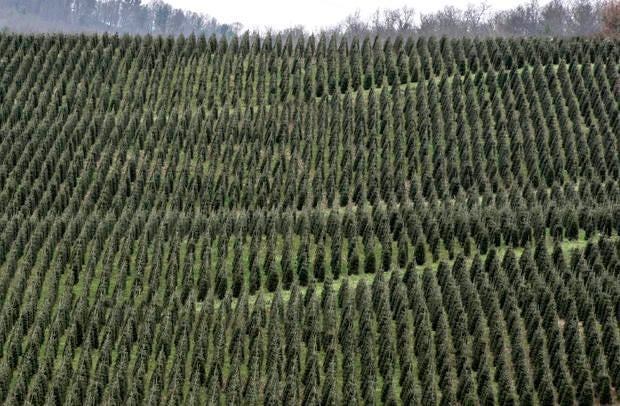 Hillside of Crisscrossed Rows of Christmas Trees 