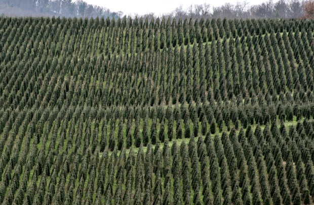 Encosta de fileiras cruzadas de árvores de Natal