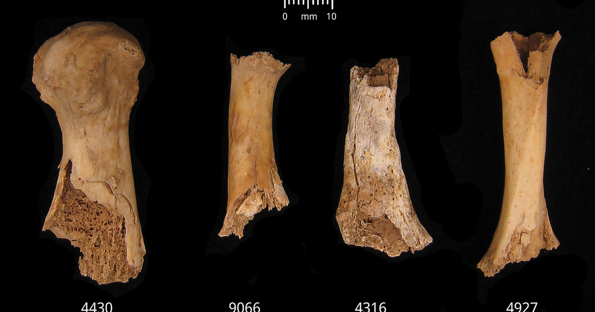 Bronze-Age Britons were cannibalized after massacre, research shows