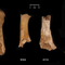 Bronze-Age Britons were cannibalized after massacre, research shows