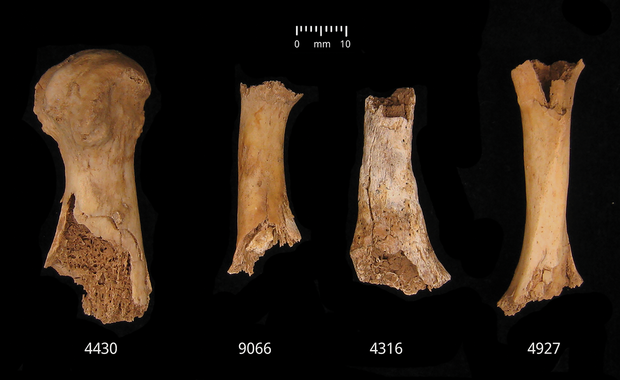 urn-cambridge-org-id-binary-20241129180134544-0099-s0003598x24001807-s0003598x24001807-fig9.png 