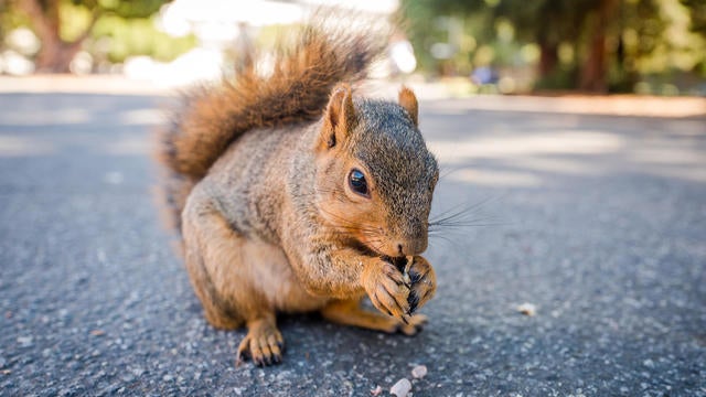 Fox Squirrel 