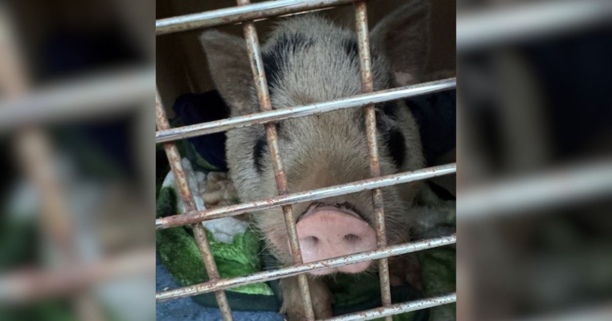 Runaway pig captured by Bucks County police after more than a month on the run