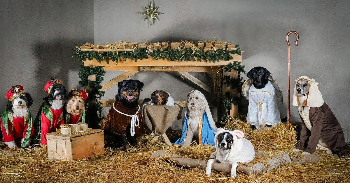 Here’s how a viral dog nativity scene came together in Massachusetts Here’s how a viral dog nativity scene came together in Massachusetts