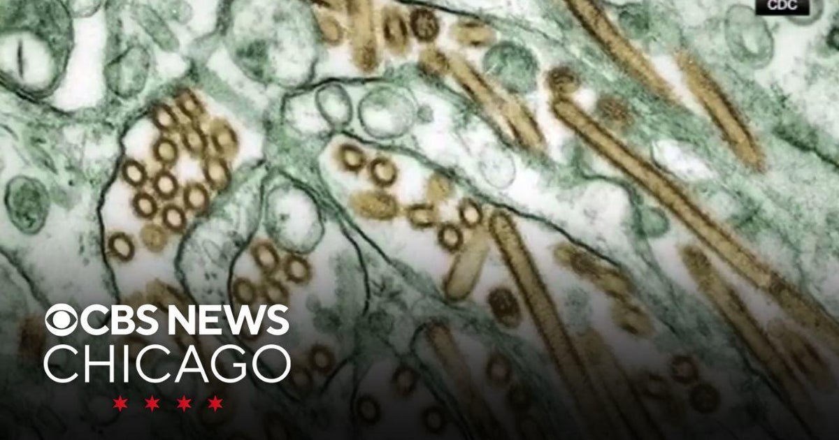 Bird flu found in flock in Kenosha County, Wisconsin - CBS Chicago